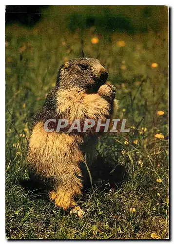 Cartes postales moderne Faune de Montagne La Marmotte