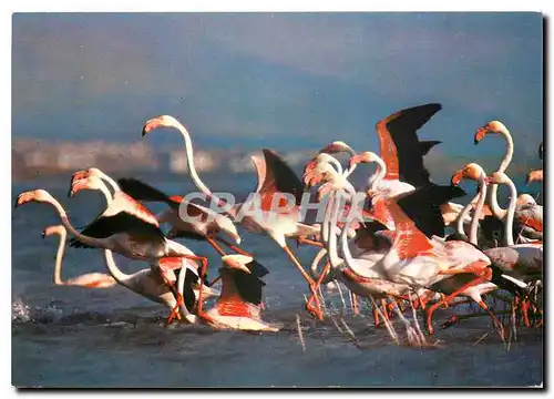 Moderne Karte En Camargue Bouches du Rhone