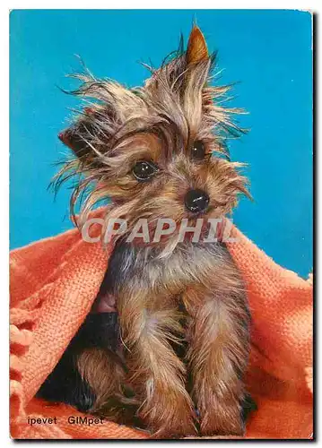 Cartes postales moderne Chien