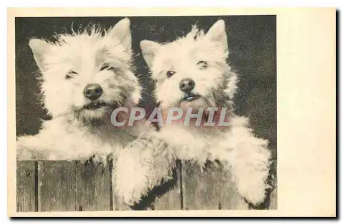 Cartes postales moderne Chiens Chiens