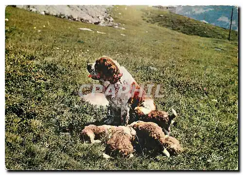 Cartes postales moderne Elevage et Ecole de Chiens d'Avalanche du Col du Petit Saint Bernard Station de La Rosiere Lydia