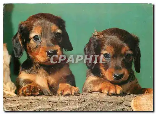 Cartes postales moderne Chiens Chiens