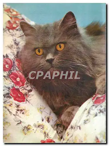 Cartes postales moderne Chat Chaton