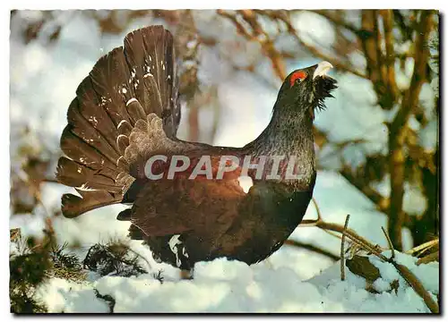 Cartes postales moderne Auerhahn Tetrao Urogallus Cappercailie