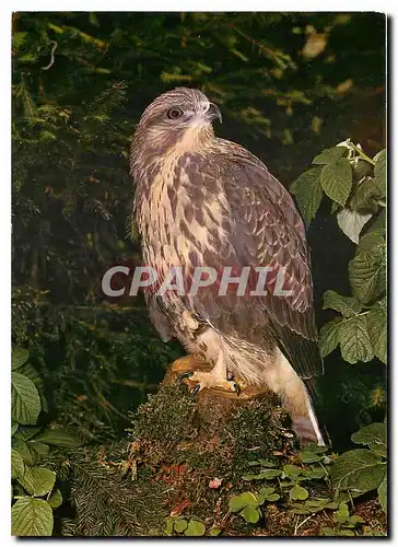 Cartes postales moderne Buteo Buteo L Mausebussard Buse Variable Buzzard