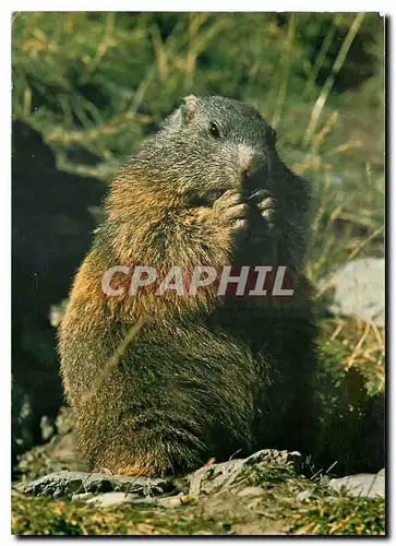 Cartes postales moderne Murmeltier Marmotte