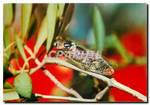 Moderne Karte Les Belles Couleurs de Provence La Cigale Provencale
