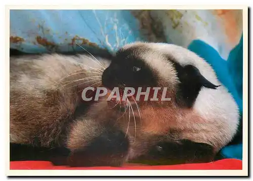 Moderne Karte Chat Chaton