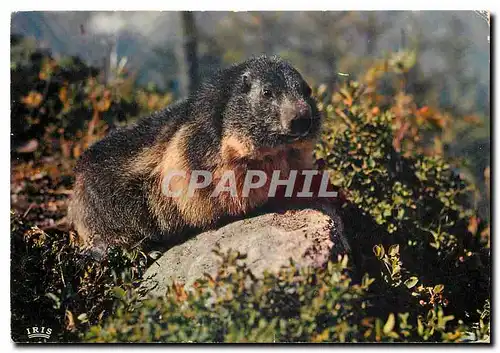Moderne Karte La Marmotte Cliche pris au Parc Zoologique de la Mer de Glace Chamonix