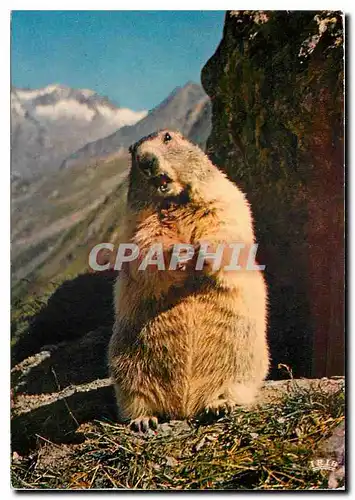 Cartes postales moderne Marmotte Marmot