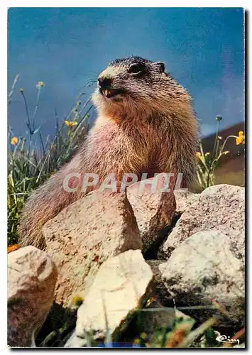 Cartes postales moderne Animaux de Montagne La Marmotte