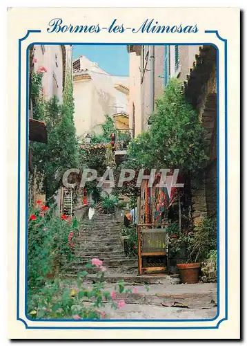 Cartes postales moderne French Riviera Bormes les Mimosas Var