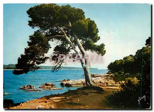 Cartes postales moderne Ile Saint Honorat AM Vue sur I'lle Sainte Marguerite