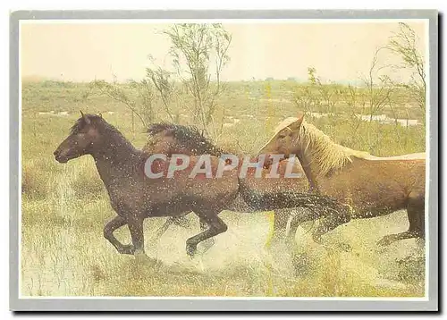 Cartes postales moderne Les Amis du Cheval et de la Nature