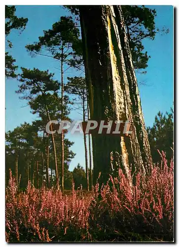 Moderne Karte Paysages des Landes Pins et bruyeres