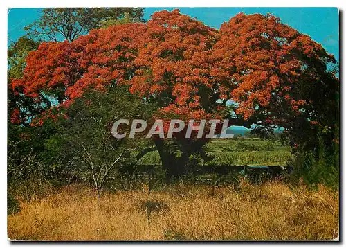 Cartes postales moderne L'Ile de la Reunion Flamboyants