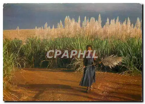 Moderne Karte Guadeloupe Cannes a sucre en fleurs