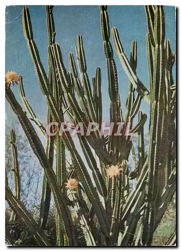 Moderne Karte La Reunion Cactus