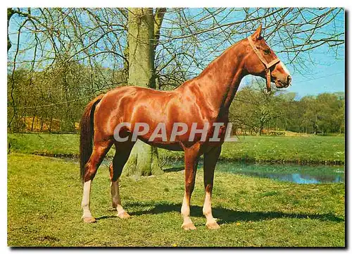 Cartes postales moderne Cheval