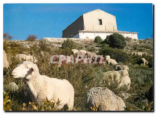 Cartes postales moderne Sanctuaire Notre Dame des Miracles Utelle Alpes Maritime