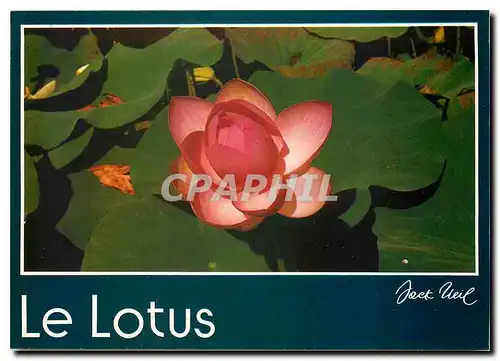 Cartes postales moderne Barbotan les Thermes Gers