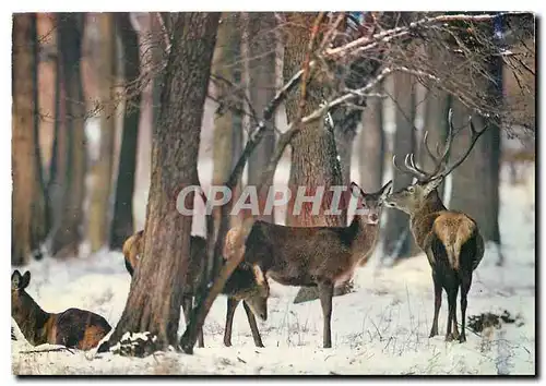 Cartes postales moderne Cerf et biches