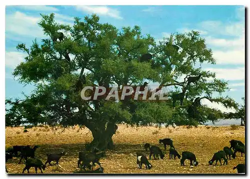 Cartes postales moderne Scenes tipique marocaines Arbre de chevres