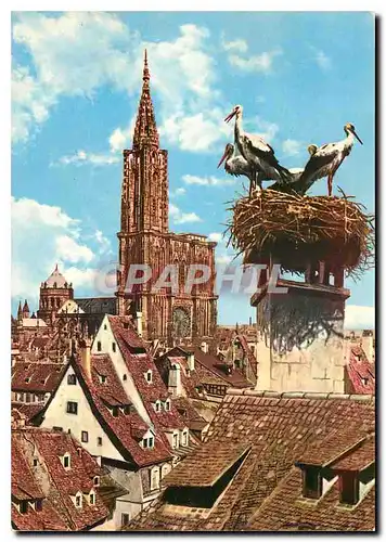 Cartes postales moderne Strasbourg Bas Rhin Les cigognes