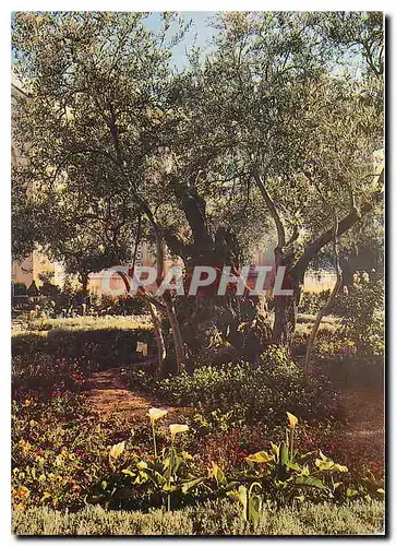 Cartes postales moderne The Garden Getsemane