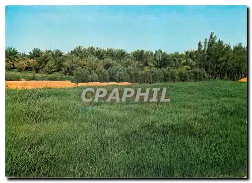 Cartes postales moderne Aneiza Cultivated Fields