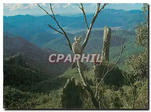 Cartes postales moderne Koala