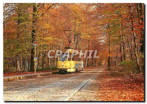 Cartes postales moderne Motrice 7009 en Foret de Soignes