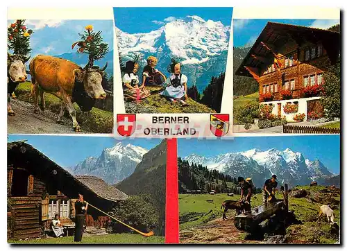 Cartes postales moderne Berner Oberland Chevre