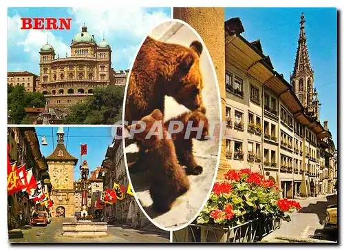 Cartes postales moderne Bern Ours