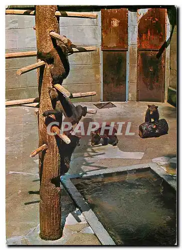 Cartes postales moderne Berne la fosse aux ours