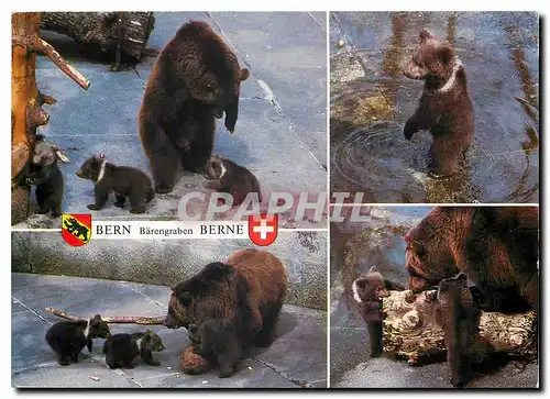 Cartes postales moderne Berne La fosse aux ours