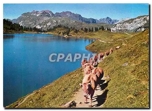 Cartes postales moderne Engstlenalp Jochpass Berner Oberland