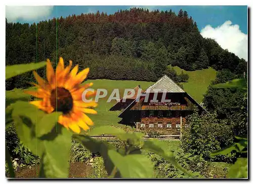 Cartes postales moderne Einfach heimelig