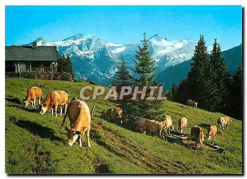 Cartes postales moderne Gstaad Wispile Otdenhorn