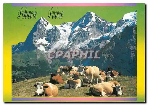 Cartes postales moderne Eiger Monch Alpweide bei Murren