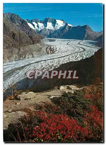 Moderne Karte Naturschutzgebiet Aletschwald am Grossen Aletschgletscher Wannenhorn