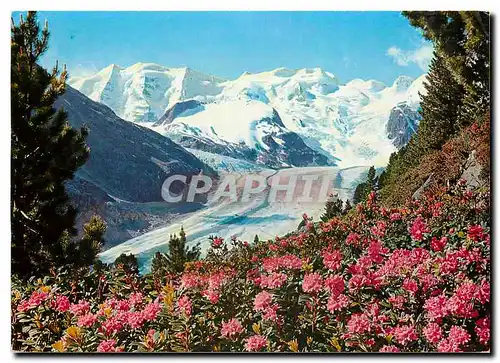 Cartes postales moderne Alpenrosenfeld am Morteratschgletscher