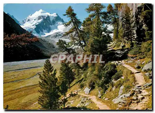 Cartes postales moderne Arvenwald im Rosegtal mit Piz Roseg