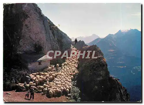 Cartes postales moderne Schafe auf der Alp