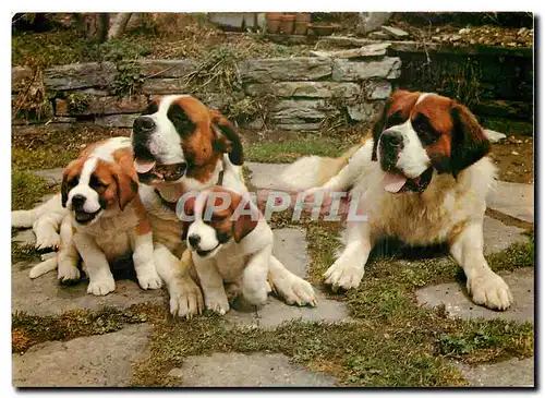 Moderne Karte Bernhardiner Familie