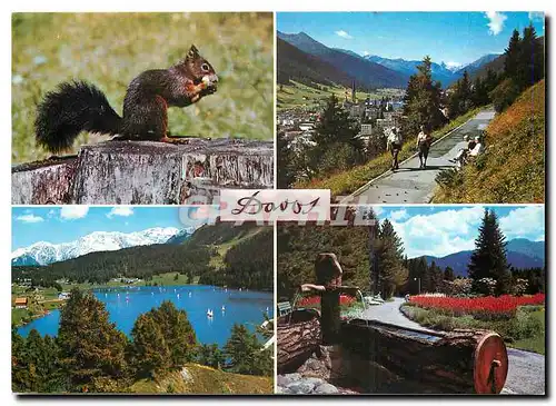 Cartes postales moderne Davos Ecureuil