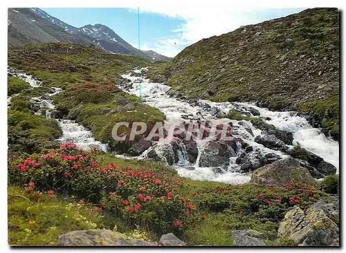 Cartes postales moderne Wildschaumender Bergbach mit Alpenrosen