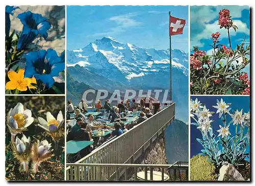 Cartes postales moderne Schynige Platte Jungfrau