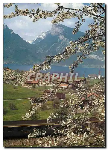 Cartes postales moderne Spiez am Thunersee Zum gunstigen Tageskartenpreis eine eindruckliche Rundfahrt Bern Lotschberg B