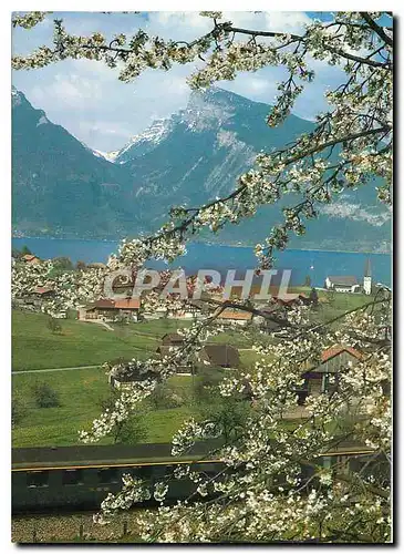 Cartes postales moderne Spiez am Thunersee Zum gunstigen Tageskartenpreis eine eindruckliche Rundfahrt Bern Lotschberg B